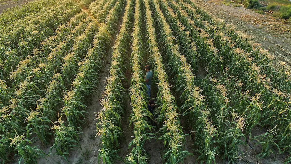 Healthy soil