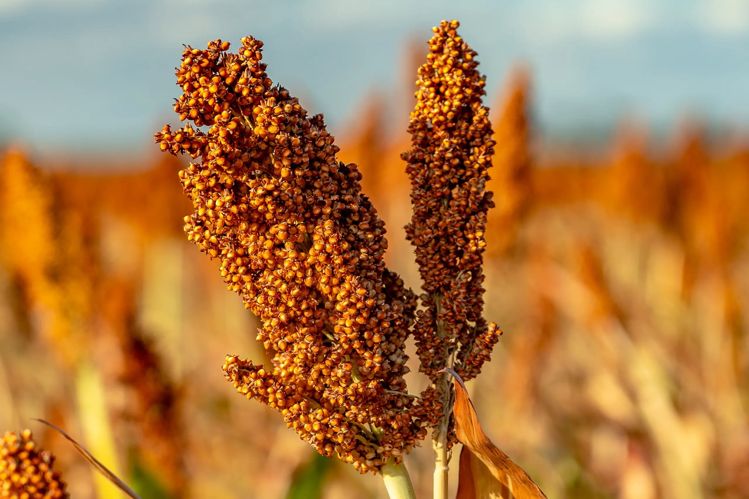 Close up of Sorghum