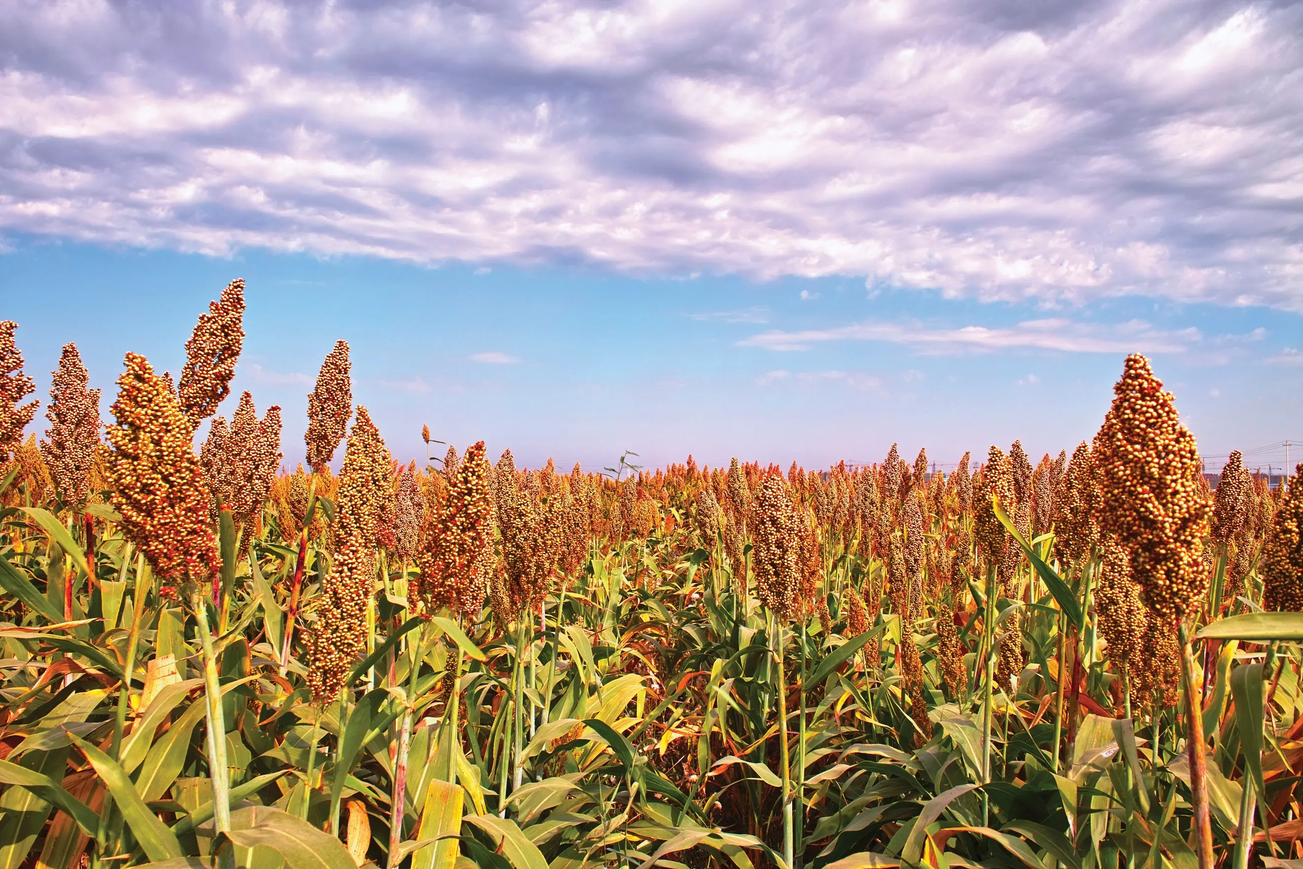 Vast field of Sorghum to be harvested