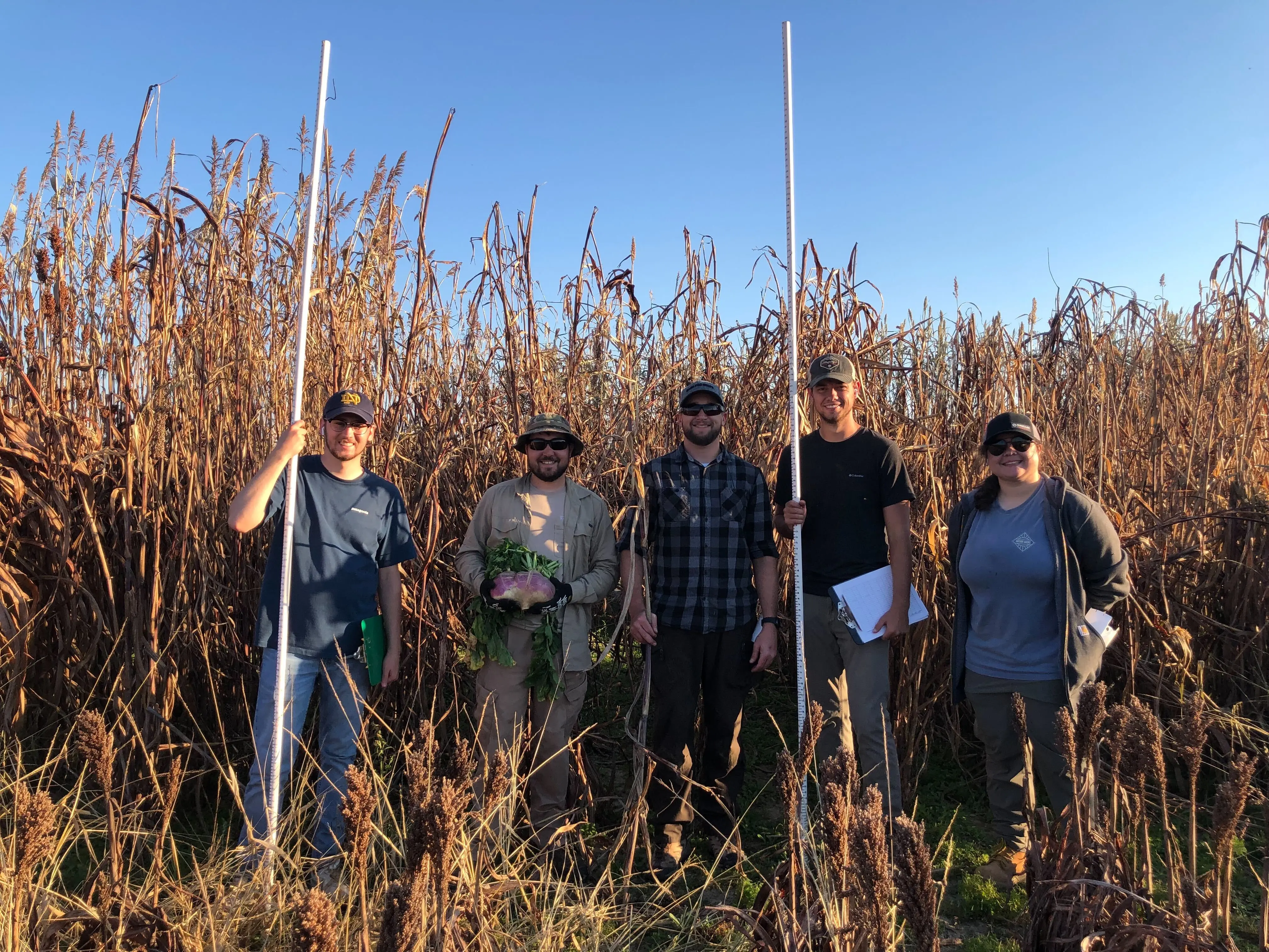 Lab member measuring the height of sorghum